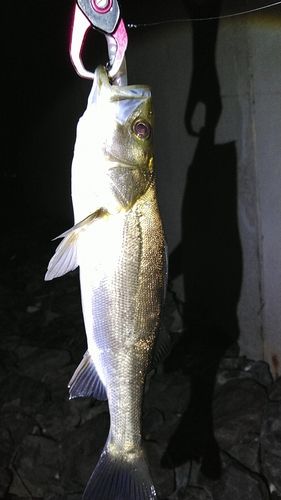 釣果