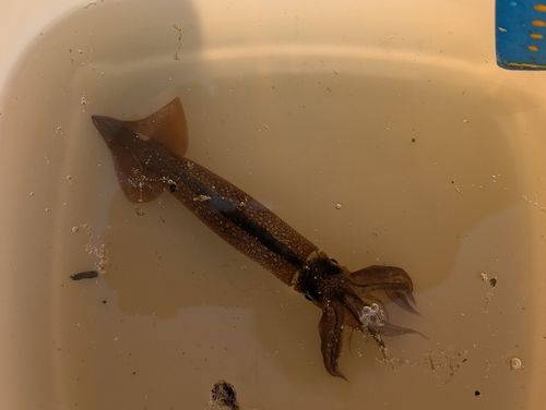 マイカの釣果