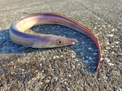 ハモの釣果