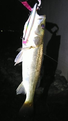 釣果