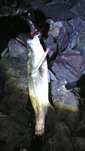 釣果