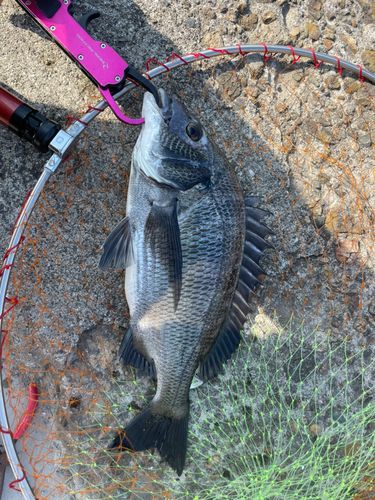 チヌの釣果