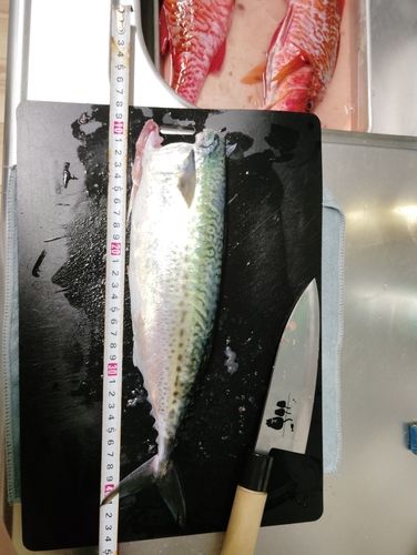 サバの釣果