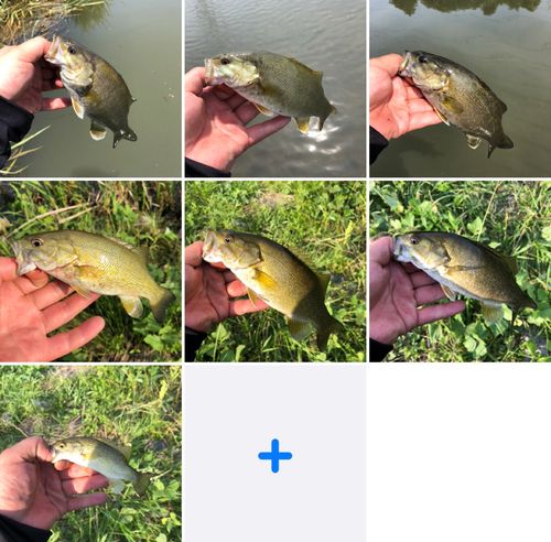 スモールマウスバスの釣果