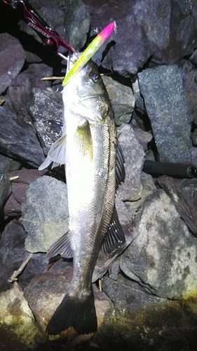釣果