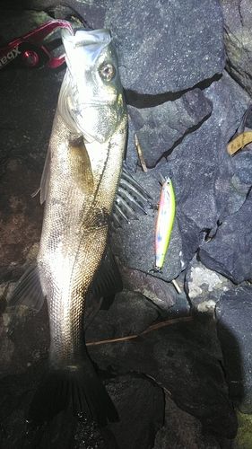 釣果