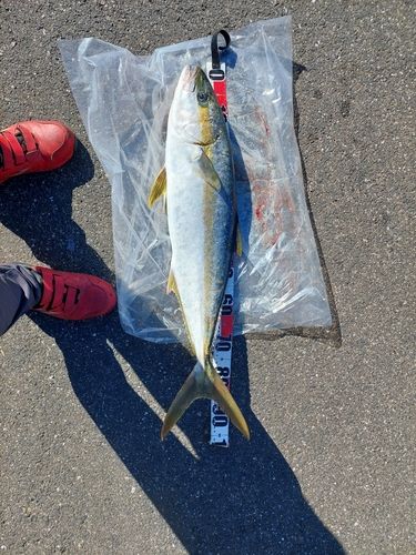 ヒラマサの釣果