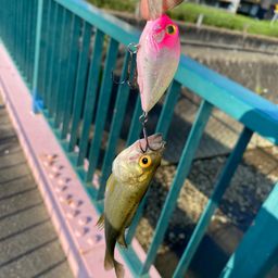 セイゴ（タイリクスズキ）