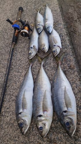 アジの釣果