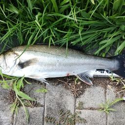 フッコ（マルスズキ）