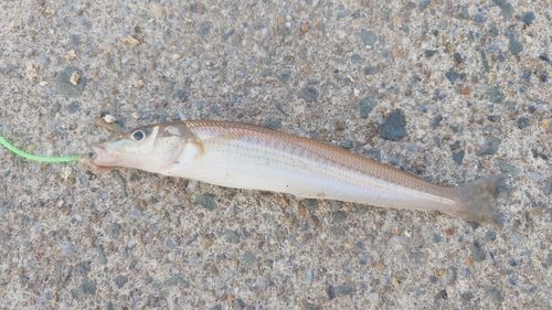 シロギスの釣果