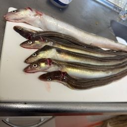 アナゴ