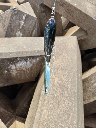 サヨリの釣果