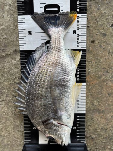 キビレの釣果