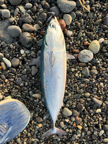 ソウダガツオの釣果