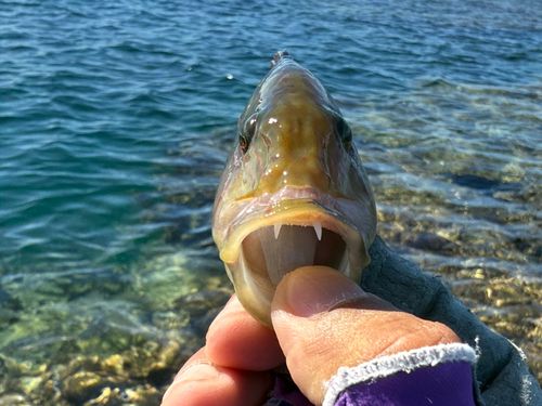 ヒトスジモチノウオの釣果