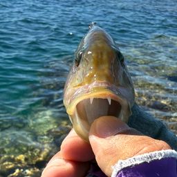 ヒトスジモチノウオ