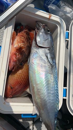 カツオの釣果
