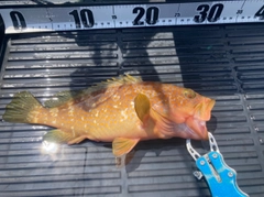 キジハタの釣果