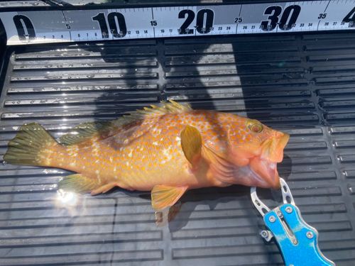 キジハタの釣果