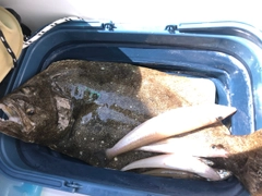 ヒラメの釣果