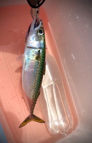 サバの釣果