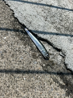 カタクチイワシの釣果