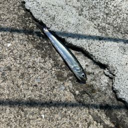 カタクチイワシ