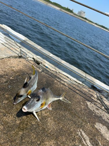 ギマの釣果