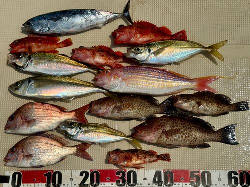 マダイの釣果