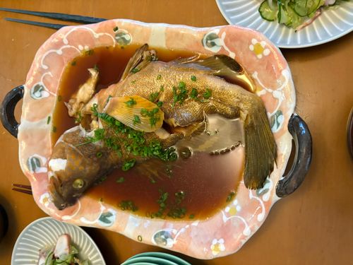 ハタの釣果