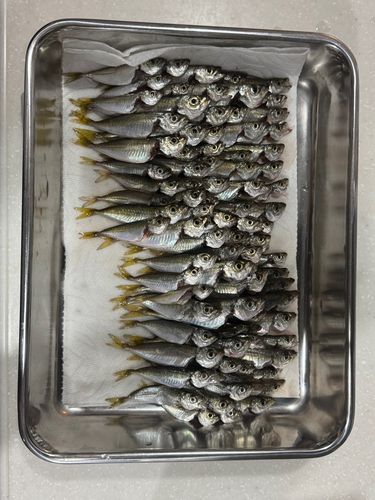 アジの釣果