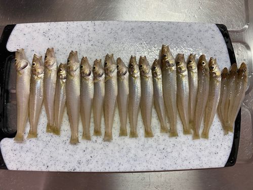 キスの釣果