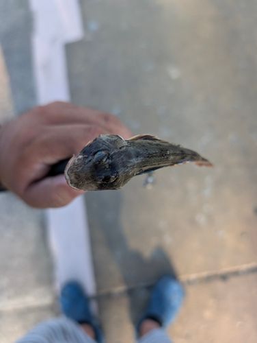 ホウボウの釣果