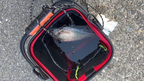 釣果