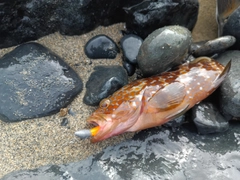 キジハタの釣果