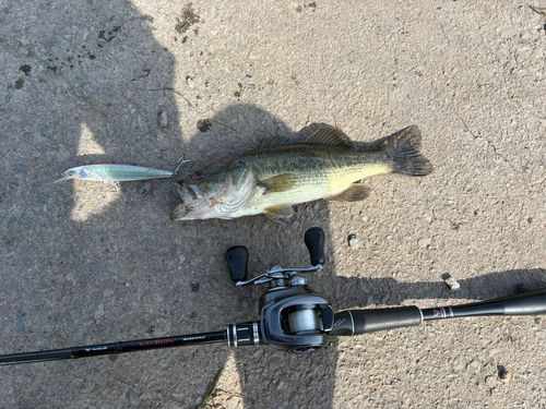 ブラックバスの釣果