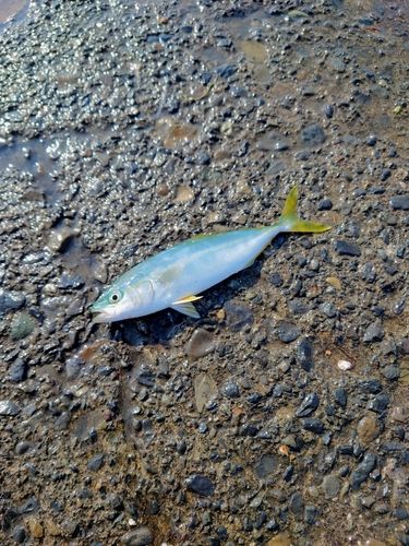 ワカシの釣果