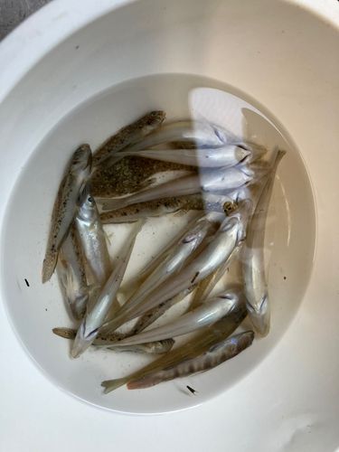 キスの釣果