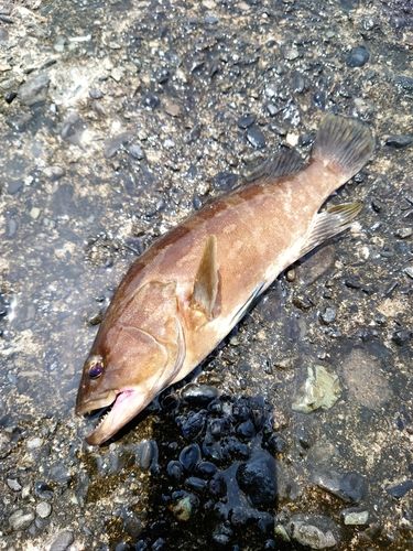 クエの釣果