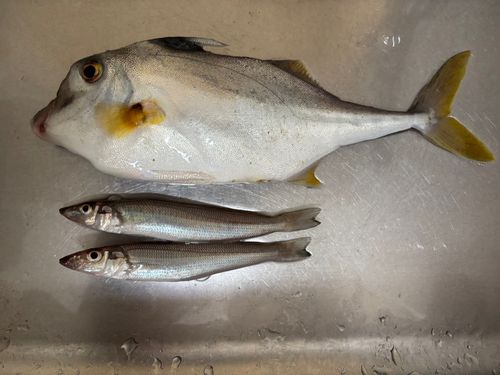 シロギスの釣果