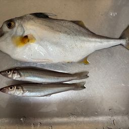 シロギス