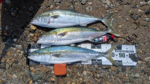 ブリの釣果