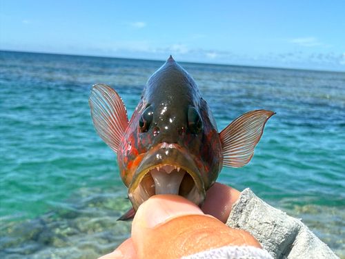 メギスの釣果