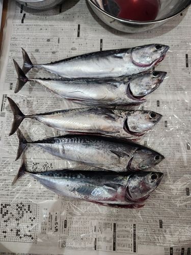 ソウダガツオの釣果