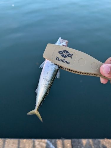 サバの釣果