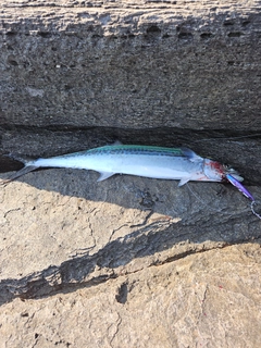 サゴシの釣果