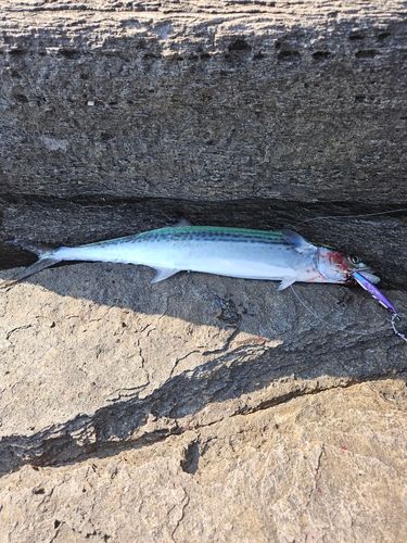 サゴシの釣果