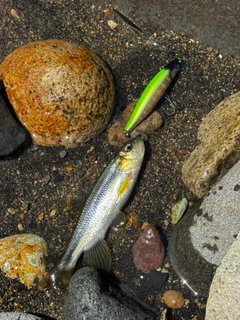 カワムツの釣果