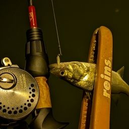 セイゴ（ヒラスズキ）